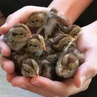 جوجه گوشتی. محلی. بلدرچین.بوقلمون|حیوانات مزرعه|مشهد, شهرک امام هادی (شهرک غرب)|دیوار