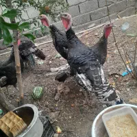 بوقلمون نر و ماده