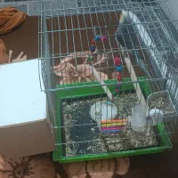 عروس هلندی نر سالم با قفس