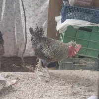 خروس|حیوانات مزرعه|شیراز, شاه قلی بیگی|دیوار