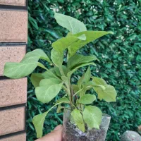 نشابادمجون،فلفل دلمه،فلفل شیرین