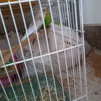 یه جفت مرغ عشق مولد