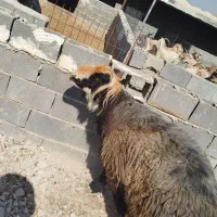 قوچ وبره قوچی|حیوانات مزرعه|کوه چنار, |دیوار