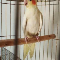 جفت عروس هلندی جفت کوتوله نر عروس لوتینو