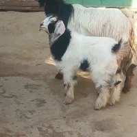 بز همراه بچه|حیوانات مزرعه|میاندوآب, |دیوار