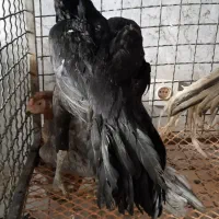 فروش تخم مرغ لاری نطفه دار هندی