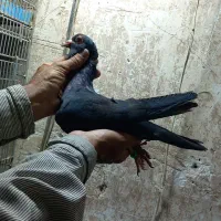 کلاغ دو رگ سیستان ماده