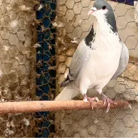 کبوتر کفتر دمگیر واز بومی