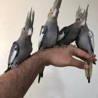 جوجه عروس هلندی