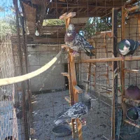 23تا کفتر|پرنده|بم, |دیوار