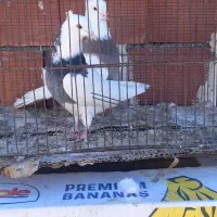 کلفه|پرنده|اردبیل, |دیوار