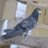 کفتر صید همه پرشی