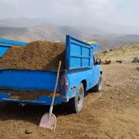 کود،گوسفند.