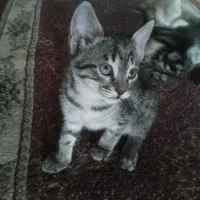 واگذارری گربه