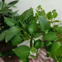 گل های جوان و در حال رشد با گلدان