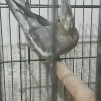 فروش عروس هلندی