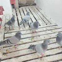 ۶عدد جوجه مسافتی از پدر و مادر شجره دارن