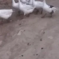 غاز معاوضه بامرغ