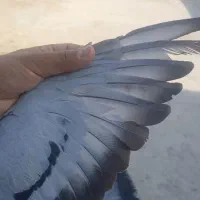 نر سبز|پرنده|زابل, |دیوار