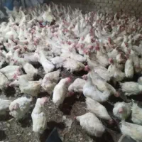 فروش انواع مرغ ماشینی تخمگذار سفید هر عدد 400|حیوانات مزرعه|تهران, شهرک استقلال|دیوار