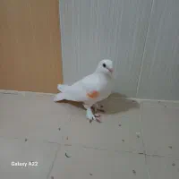 یک عدد کبوتر سفید لوتی