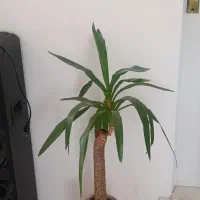 گلدان