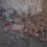 بزونربزسانن|حیوانات مزرعه|زاهدان, |دیوار