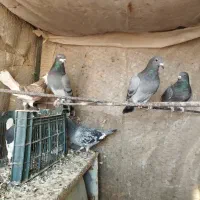 کفتر|پرنده|تربت‌حیدریه, حسنی بالا|دیوار