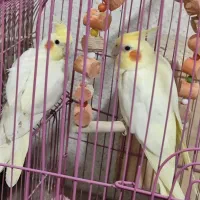 جفت عروس هلندی