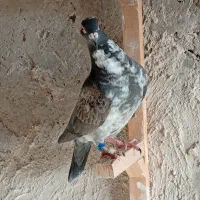 گوره سینه سفید و کلاغی بازی کن