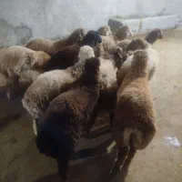 بره نرر پروار و کشتاری مفت|حیوانات مزرعه|بجنورد, |دیوار