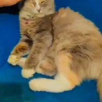 فروش گربه ماده پرشین اسکاتیش|گربه|لنگرود, |دیوار