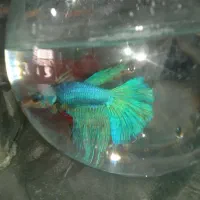 ماهی فایتر هالفمون|ماهی|اصفهان, لیمجیر|دیوار