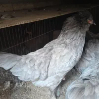 مرغ وخروس|حیوانات مزرعه|اسکو, |دیوار