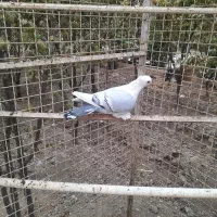 کفتر بلژیکی|پرنده|صفادشت, |دیوار