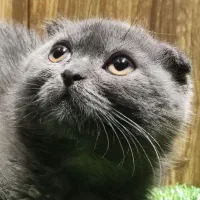 اسکاتیش بلو انفولد|گربه|تهران, گیشا|دیوار