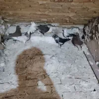 کبوتر پرشی