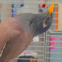 مرغ مینا بازیگوش وپر انرژی