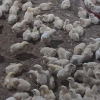 نیازمند نیروی اتباع