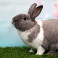 تشویقی خرگوش