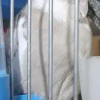 جفت عروس هلندی مولد اماده