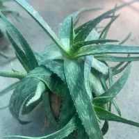 انواع گل شاداب