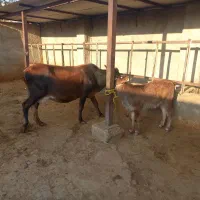 فروش گاو و گوساله|حیوانات مزرعه|دهدشت, |دیوار