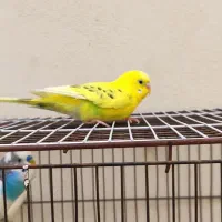 مرغ عشق|پرنده|محمدیه-قزوین, |دیوار