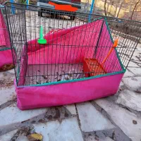 2جفت مرغ عشق تخم گذارونژاد دار با3عددقفس بزرگ دودر|پرنده|کرمان, |دیوار