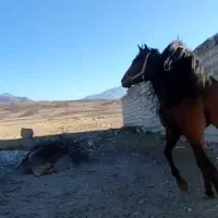 اسب جوان دوسال کرد|اسب و تجهیزات اسبسواری|ارشق, |دیوار