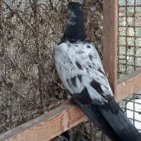 کفترپاکستانی|پرنده|قشم, |دیوار