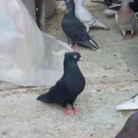 جفتی 700