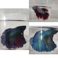 گوپی ، آنجل ، کالر ، زبرا ، لجنخوار|ماهی|قزوین, |دیوار