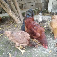 مرغ و خروس محلی|حیوانات مزرعه|بابکان, |دیوار